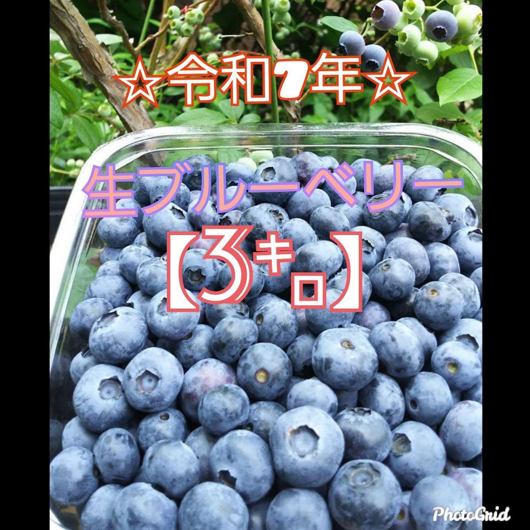 ☆令和7年　生ブルーベリー☆農薬不使用 3㌔