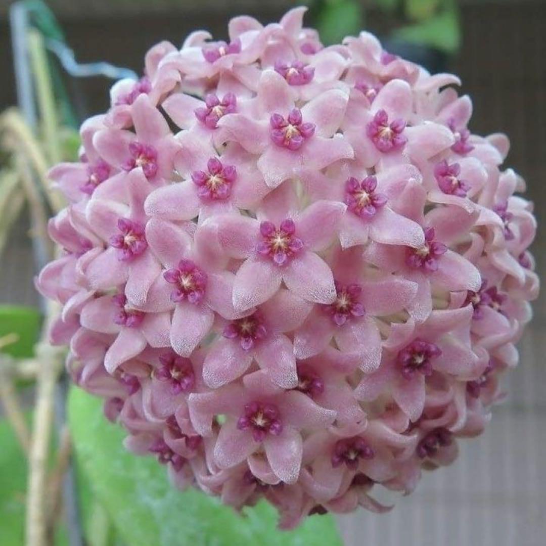 セール　蕾つき　レア　ホヤ　ハンヒアエ ピンク　サクララン