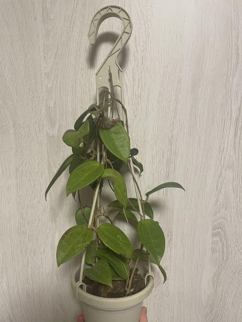 セール　蕾つき　レア　ホヤ　ハンヒアエ ピンク　サクララン