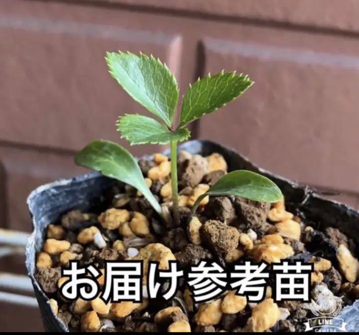 メルカリ 51 クリスマスローズ 発芽苗 1苗 美コントラストピエラ交配 植物 観葉植物 5 000 中古や未使用のフリマ メルカリ 51 クリスマスローズ 発芽苗 1苗 美コントラストピエラ交配 植物 観葉植物 5 000 中古や未使用のフリマ