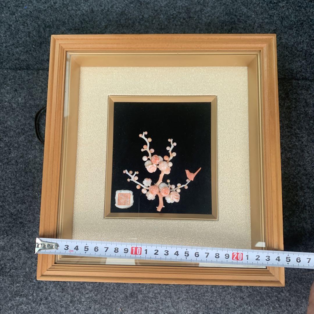 白珊瑚