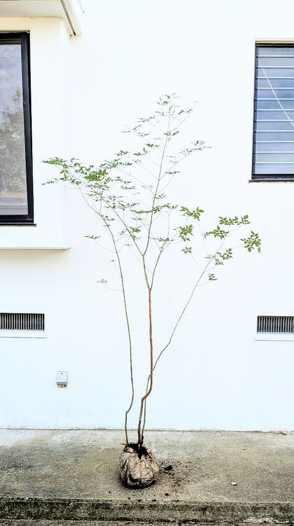 山採りアオダモ