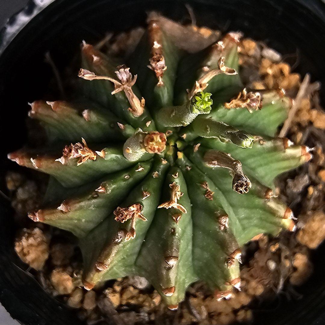 多肉植物 ユーフォルビア バリダゴブリン
