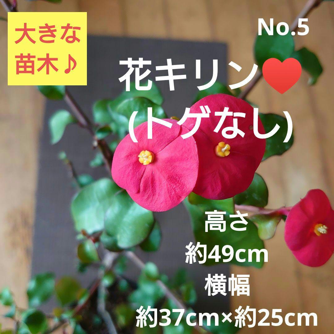 No.5【沖縄から♪】花キリン(トゲなし)♥️高さ約49cm！枝振り良好♪