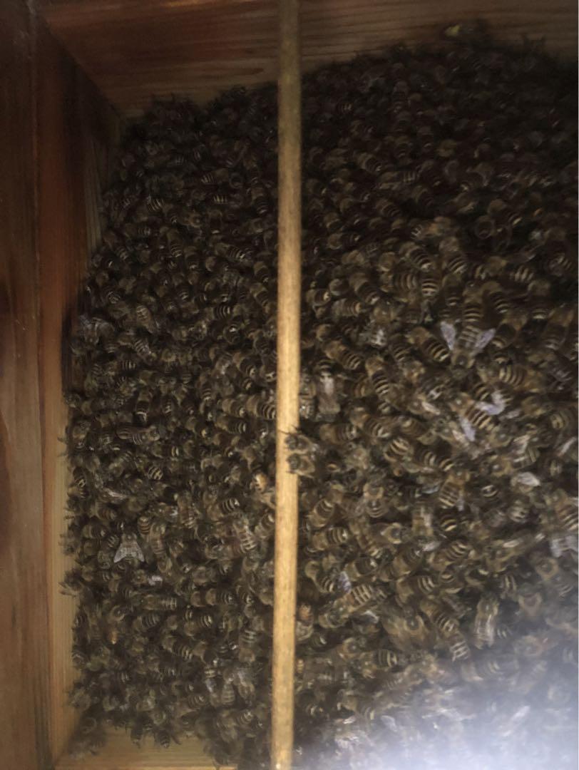 日本蜜蜂　蜂蜜　 百花蜜 800g(200g×4) 国産 非加熱 宮城県産