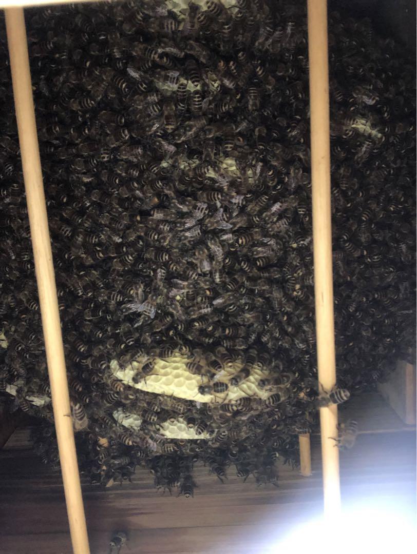 日本蜜蜂　蜂蜜　 百花蜜 800g(200g×4) 国産 非加熱 宮城県産