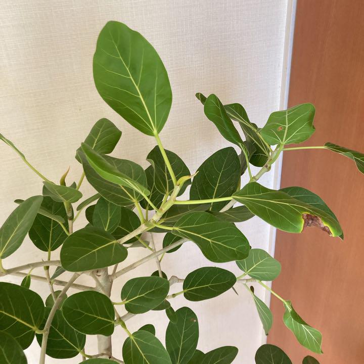 正規代理店 いちご様専用 フィカスベンガレンシス 沖縄苗 幹太 8号 鉢ごと 植物 観葉植物 Atendemostullamado Jalisco Gob Mx Atendemostullamado Jalisco Gob Mx