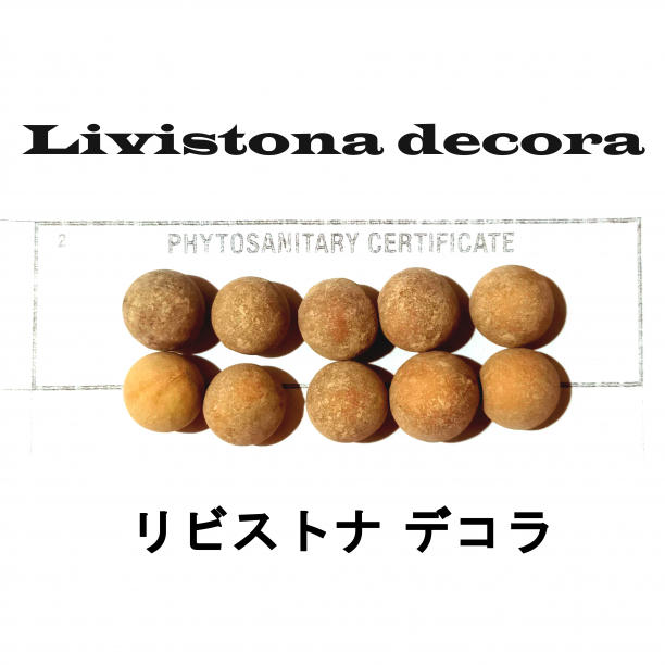 4月入荷 50粒+ リビストナ デコラ 種子 種 証明書あり