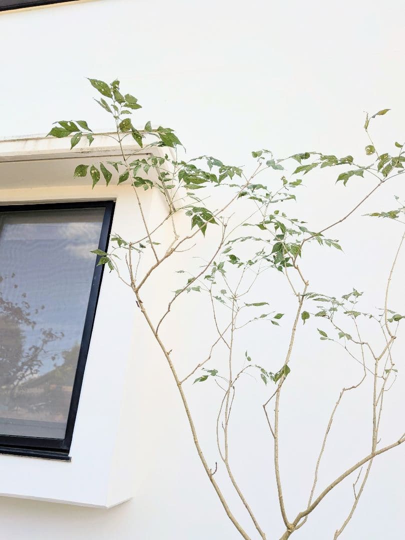 上単幹 山採りアオダモ YUZUMIYA_COM