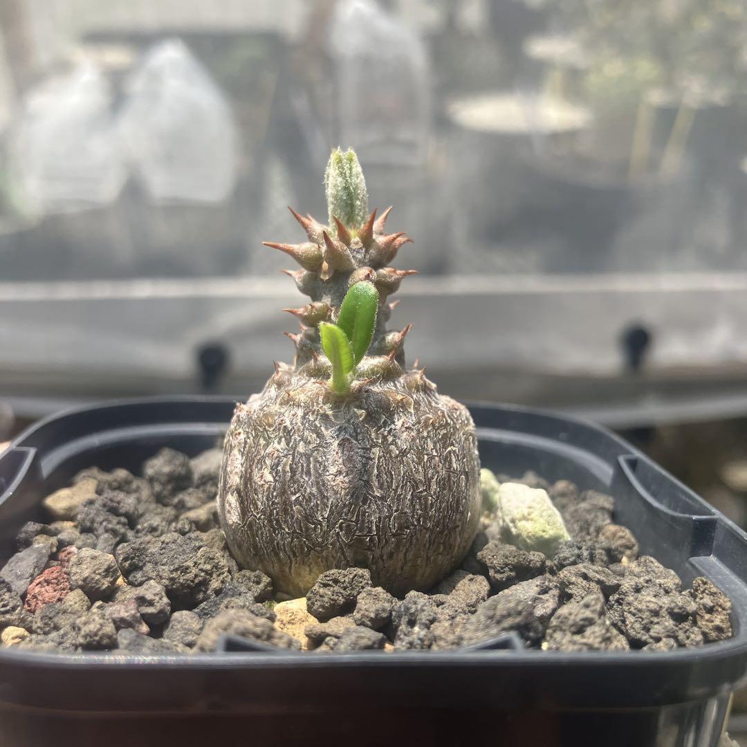 パキポディウム　ウィンゾリー　良型　実生　コーデックス　塊根植物　グラキリス