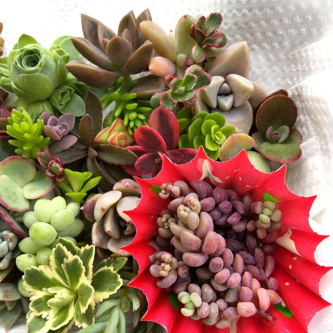 多肉寄せ植えセット(小苗)