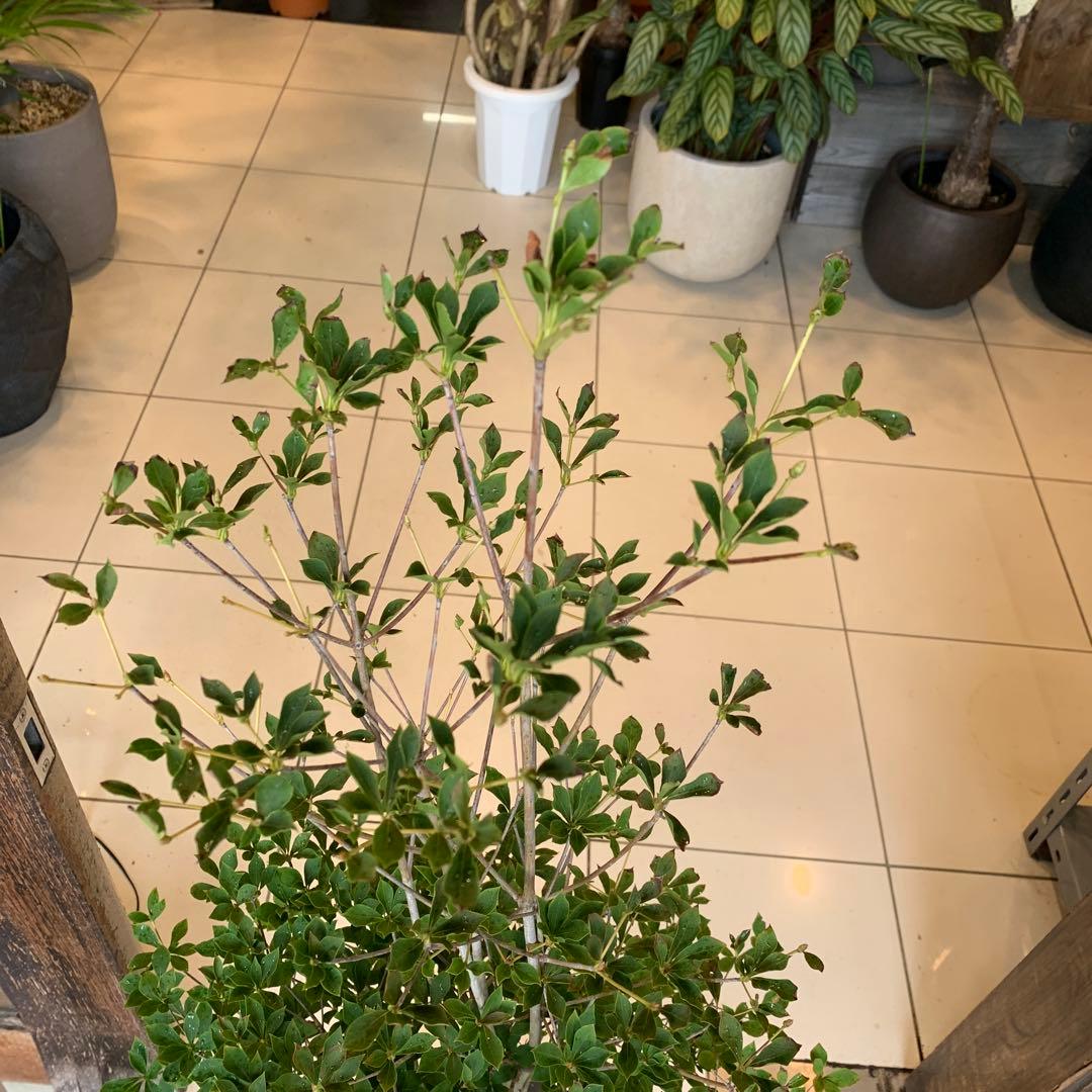 ドウダンツツジ 苗木