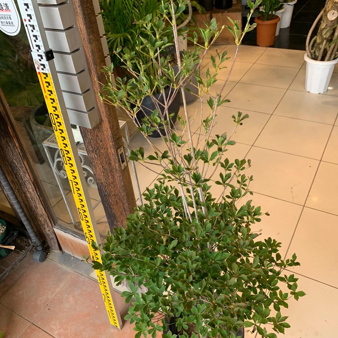 ドウダンツツジ