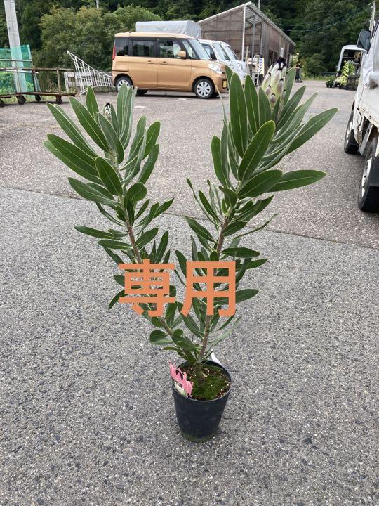 70％OFF クリームミンク 鉢植え 7号 苗 プロテア 大苗 希少 植物/観葉 