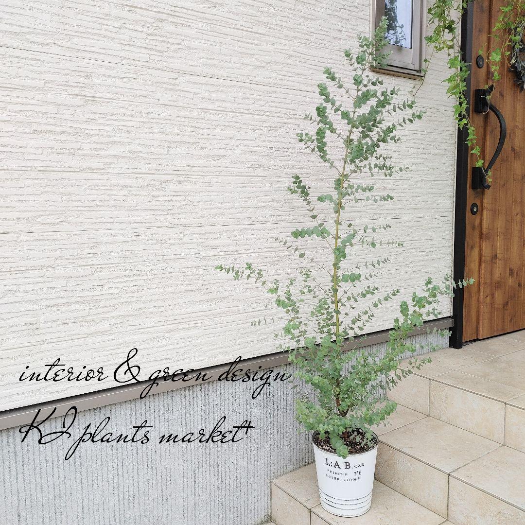 35 Off ユーカリグニー ブリキポット 植物 観葉植物 Williamsav Com 35 Off ユーカリグニー ブリキポット 植物 観葉植物 Williamsav Com