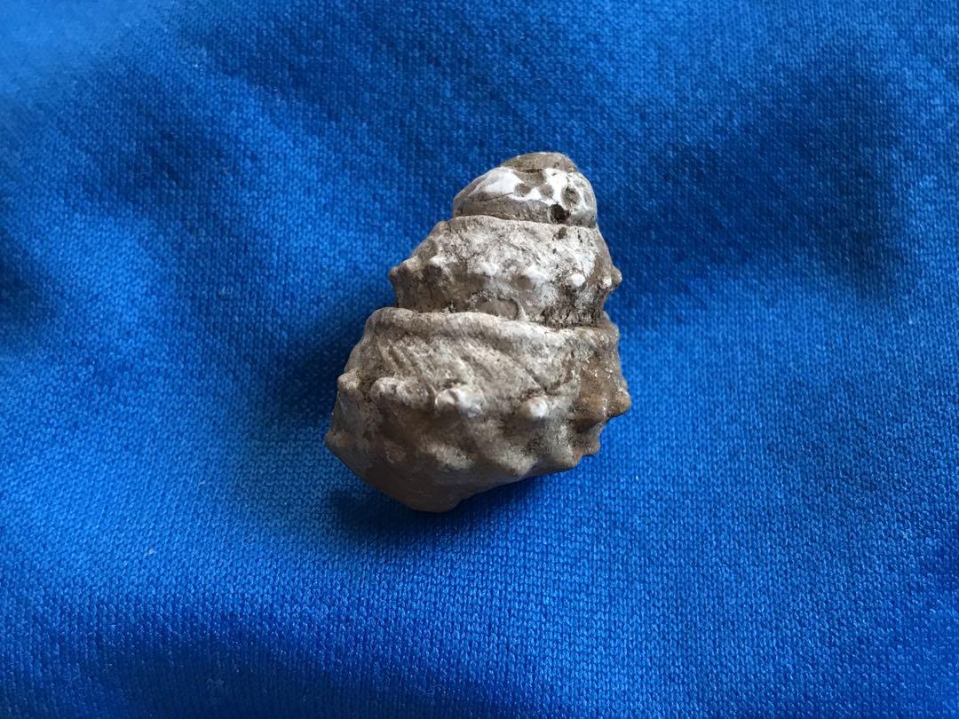 インドネシアの貝類と化石 図鑑「Indonesian Shells」 インドネシアの貝類と化石 図鑑「Indonesian Shells」 - メルカリ