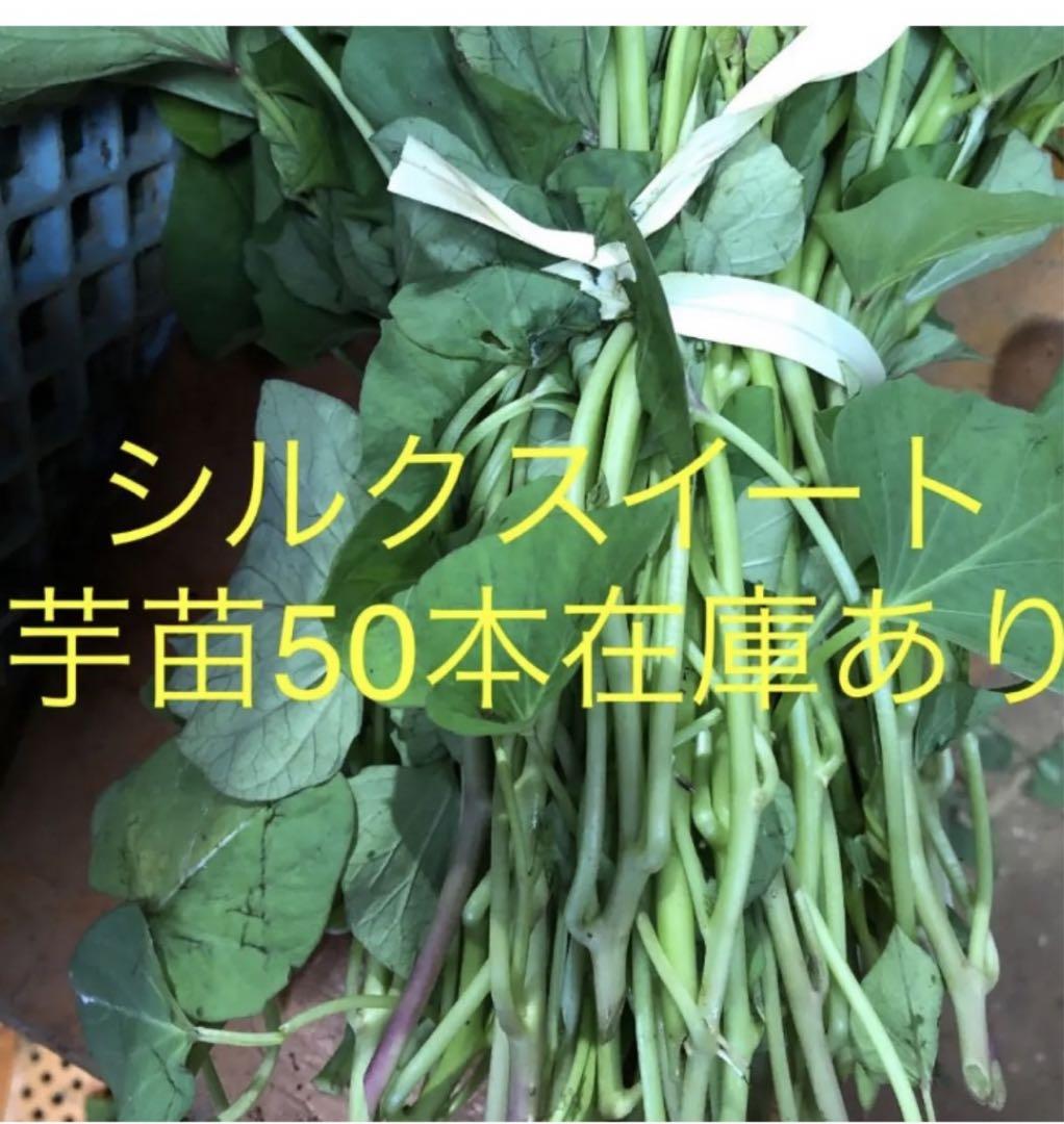 オータムセール さつま芋苗 シルクスイート苗 50本 - 通販 - anubanssk