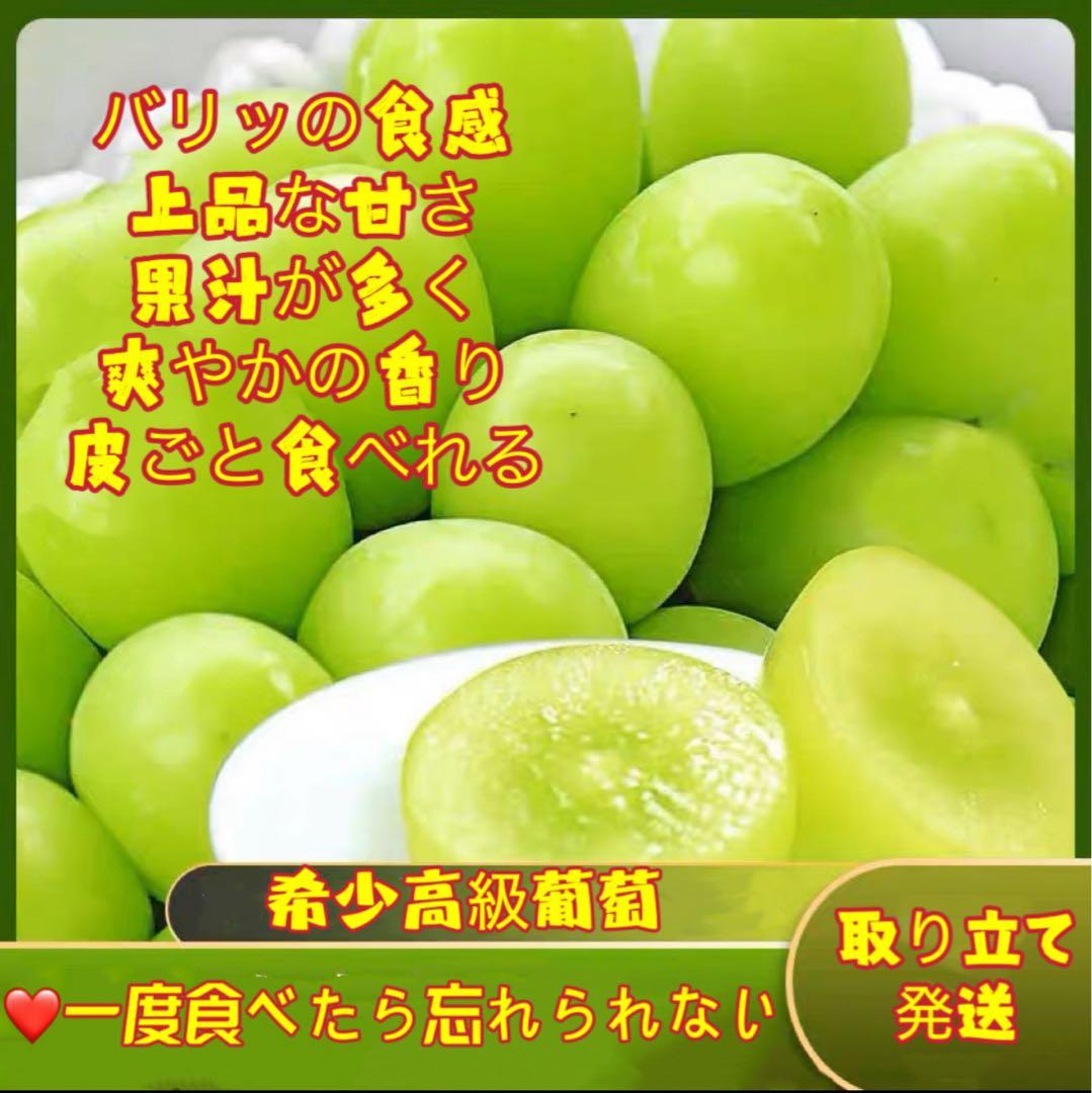 岡山県シャインマスカット無農薬超大粒2kg贈答用超級の甘さ完熟数量限定粒売り贈物 岡山県シャインマスカット無農薬超大粒2kg贈答用超級の甘さ完熟数量限定粒売り贈物