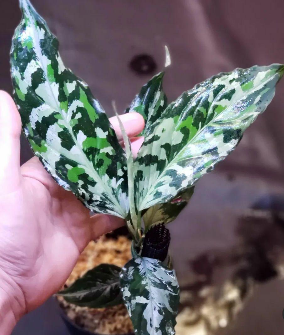 【Weed】Aglaonema pictum