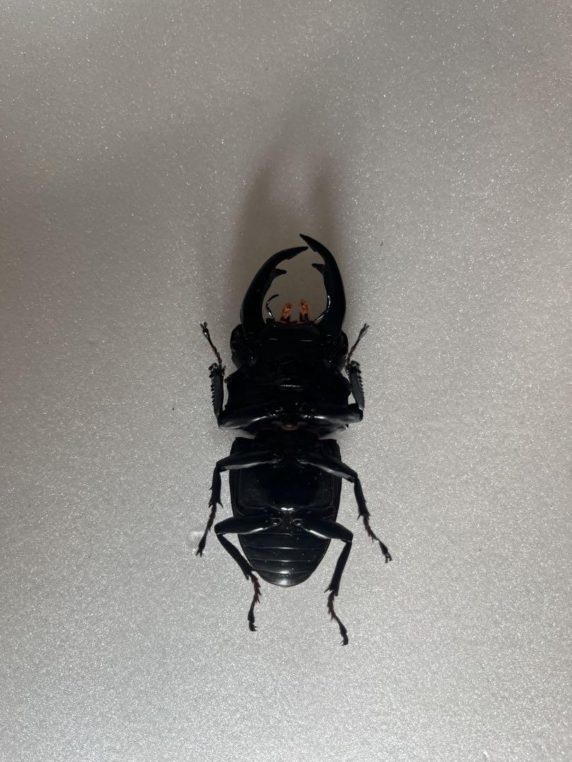 オオクワガタ89.5mm 能勢産　YG血統 昆虫標本用として オオクワガタ89.5mm 能勢産 YG血統 昆虫標本用として