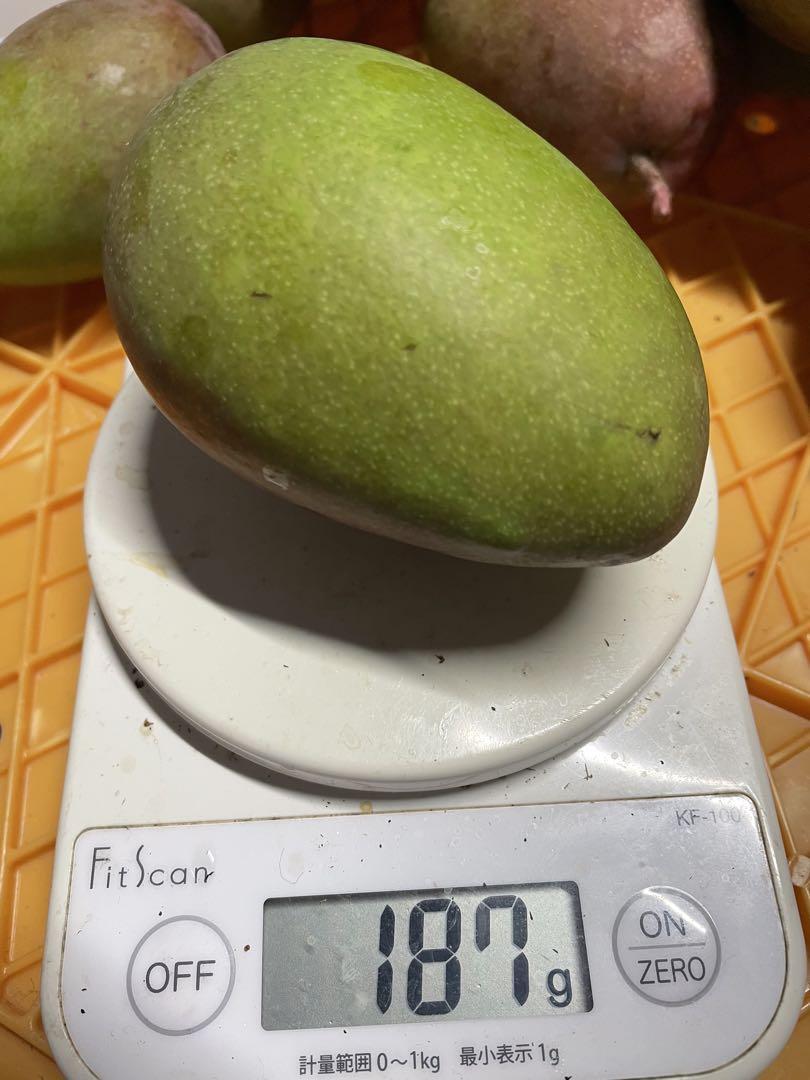 宮古島産　摘果マンゴー 7kg（送料込み）即日発送^ ^