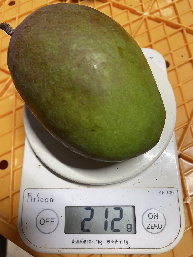 宮古島産　摘果マンゴー 7kg（送料込み）即日発送^ ^