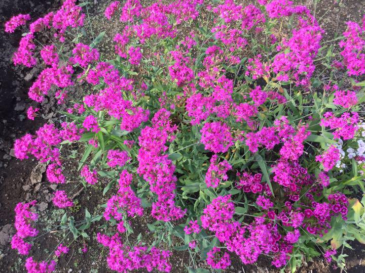 メルカリ 花の種 採取 植物 観葉植物 300 中古や未使用のフリマ