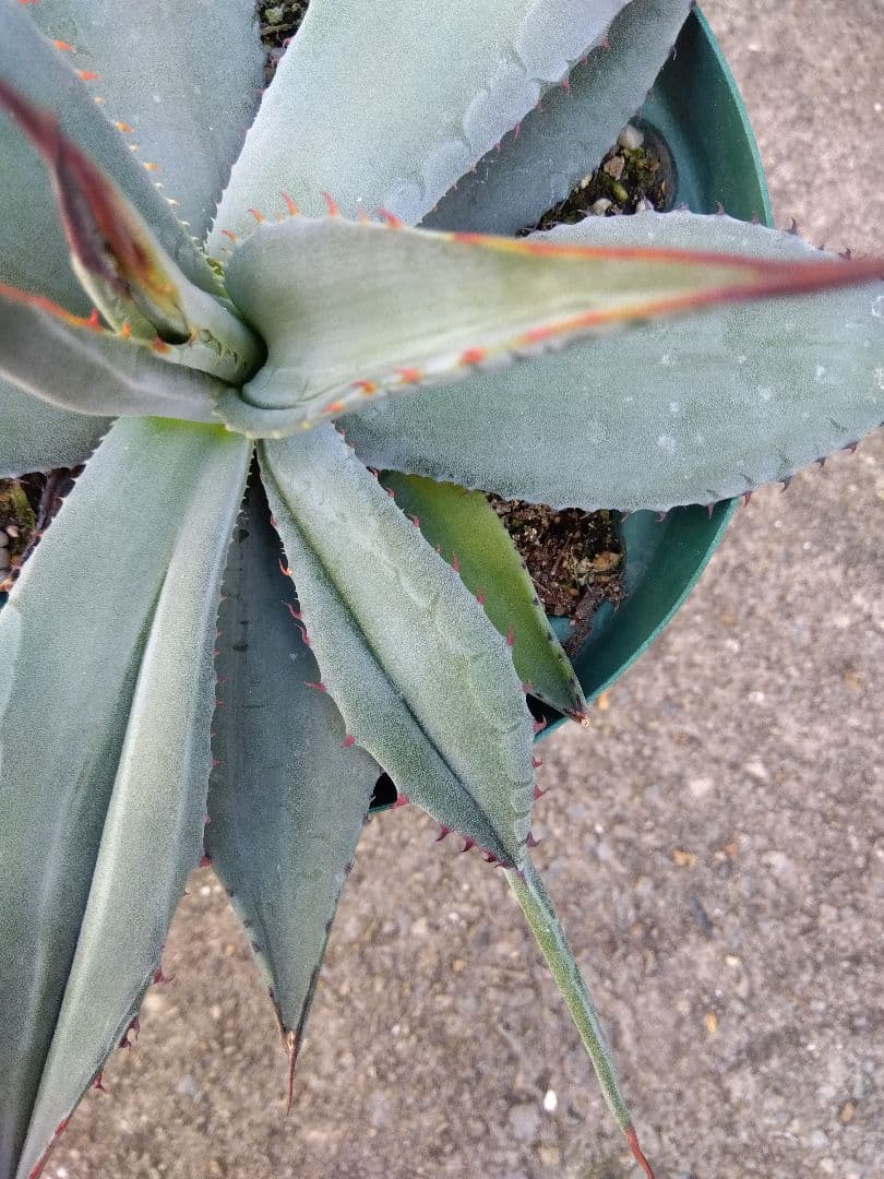 ハバディアーナ 奇形モンスト❗傷や汚れあり