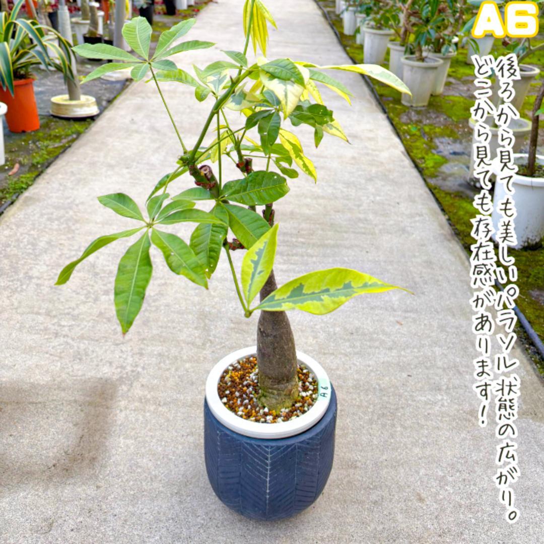 希少！実生パキラ・ムーンライトA6・豪華４箇所接ぎ木/パラソル仕立て