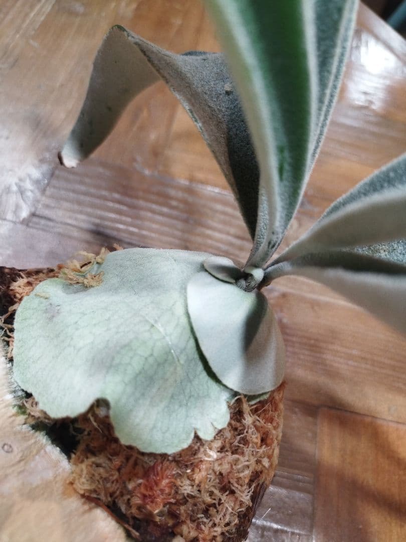 ビカクシダ ペドロタツタやや傷や汚れあり