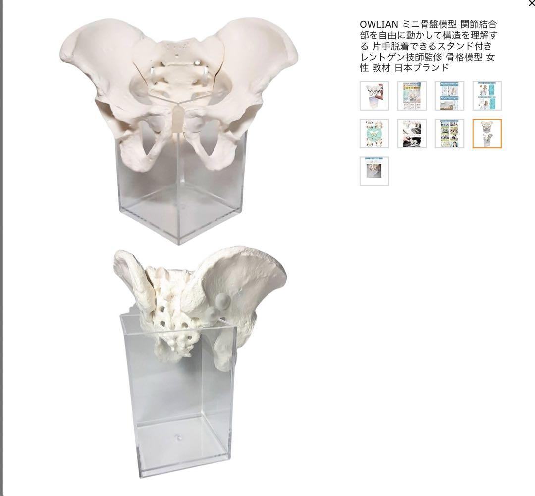 ミニ骨盤模型 片手脱着できるスタンド付き レントゲン技師監修
