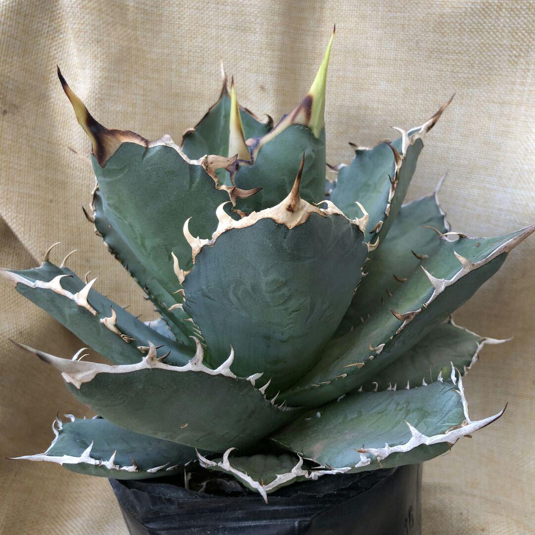スペシャルオファ 植物/観葉植物 インテリア・住まい・小物-www.dawajen.bh スペシャルオファ 植物/観葉植物 インテリア・住まい・小物-www.dawajen.bh