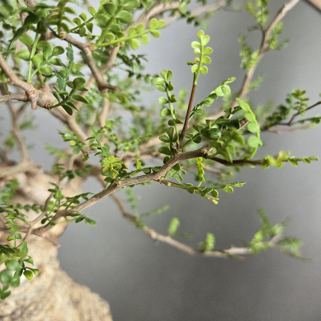 【希少！】パキプス 現地球 発根済 塊根植物