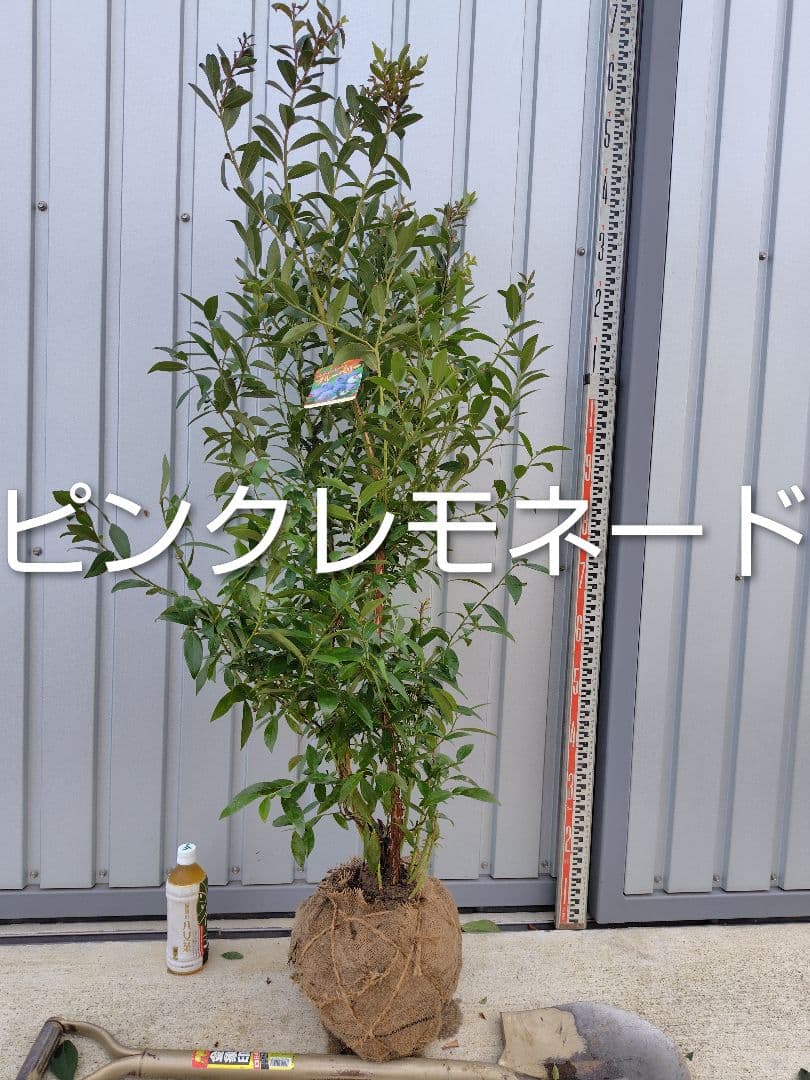 ブルーベリー苗　ピンクレモネード大苗