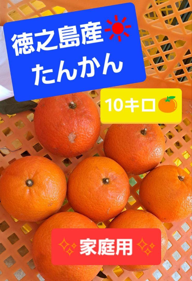徳之島産たんかん 10キロ 徳之島産 たんかん 10キロ 家庭用 果物