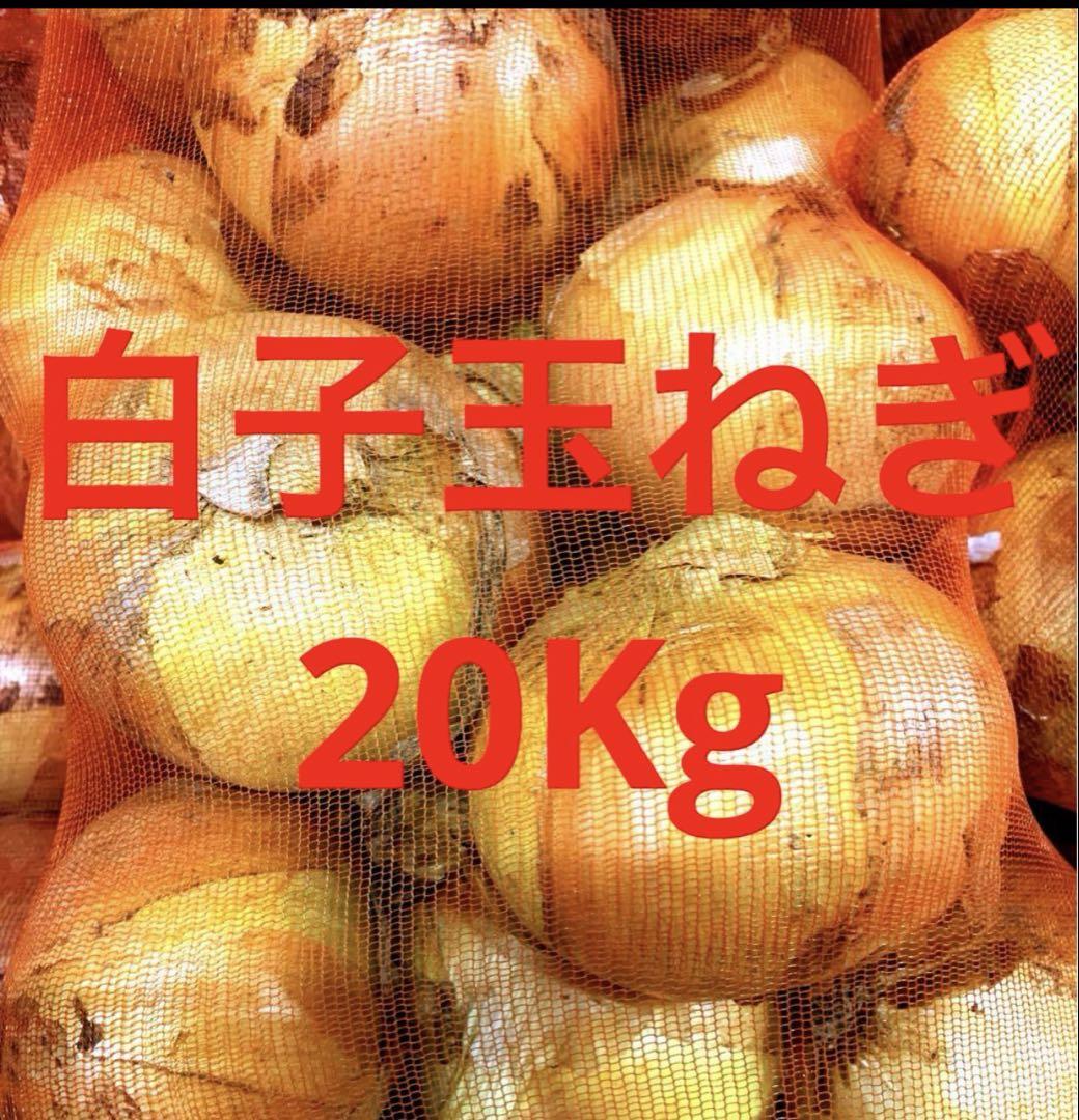 新玉ねぎ　白子産玉ネギ　大きいサイズ　20Kg