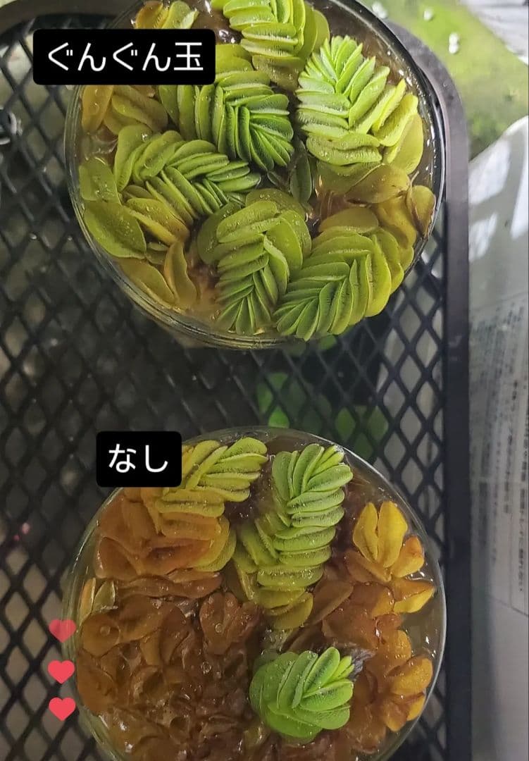 好評ぐんぐん玉「特別枠」1㎏業務用増量タイプ通常15,000円→10,000円 好評ぐんぐん玉「特別枠」1㎏業務用増量タイプ通常15,000円→10,000円