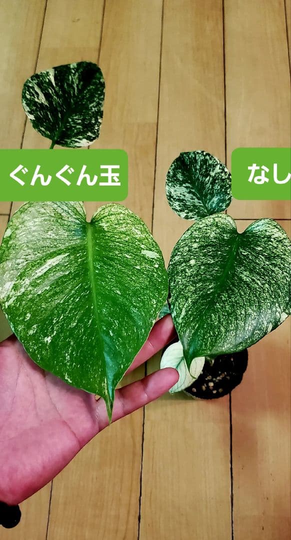 好評ぐんぐん玉「特別枠」1㎏業務用増量タイプ通常15,000円→10,000円 好評ぐんぐん玉「特別枠」1㎏業務用増量タイプ通常15,000円→10,000円