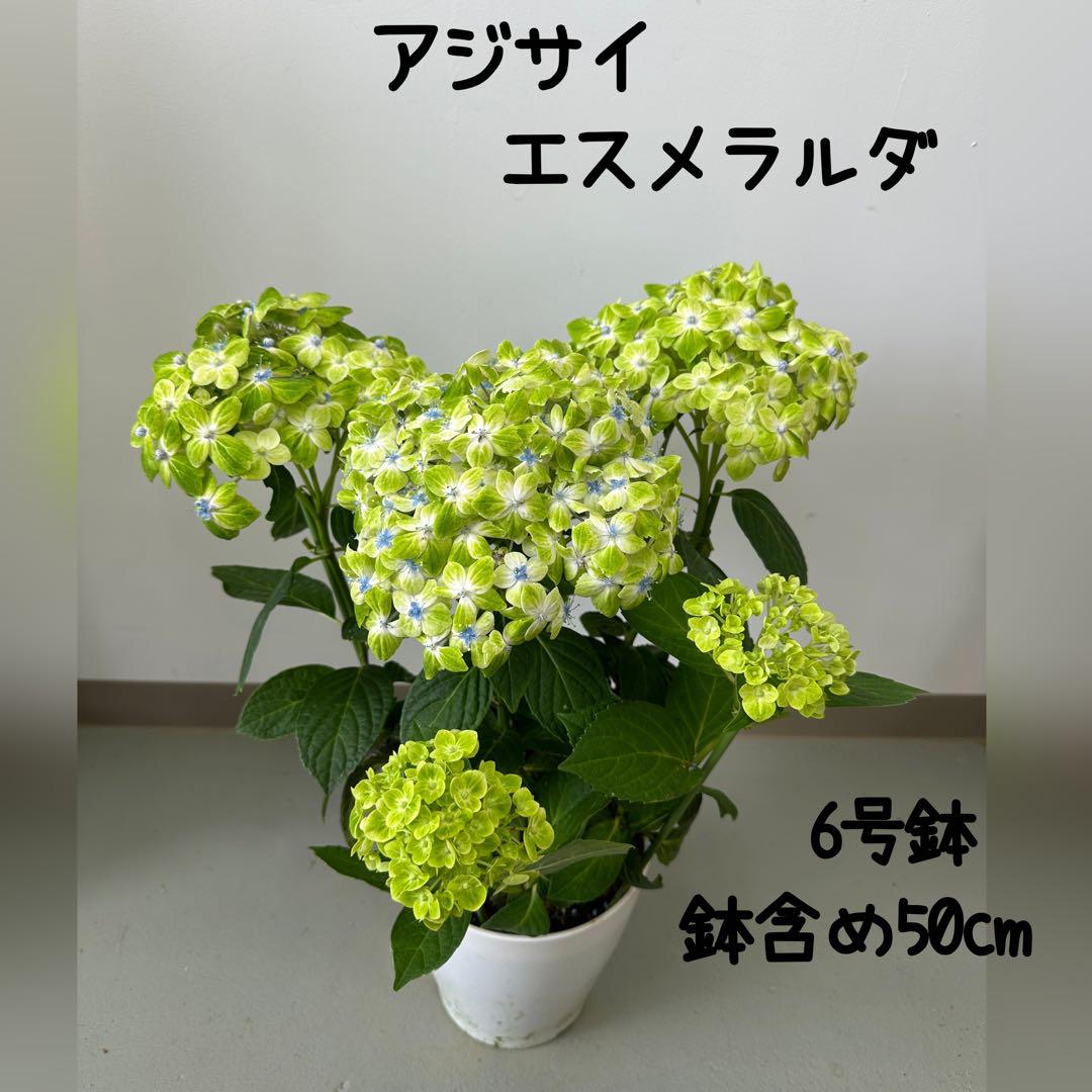 塩原花園☆ハイドランジア♡アジサイ☆バイオレット☆5号鉢