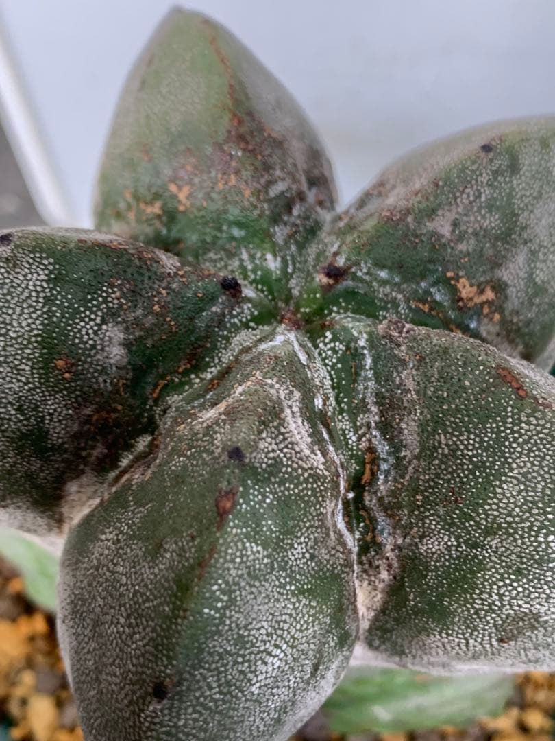 13 恩塚ランポー玉 鉢付 13 恩塚ランポー玉 鉢付