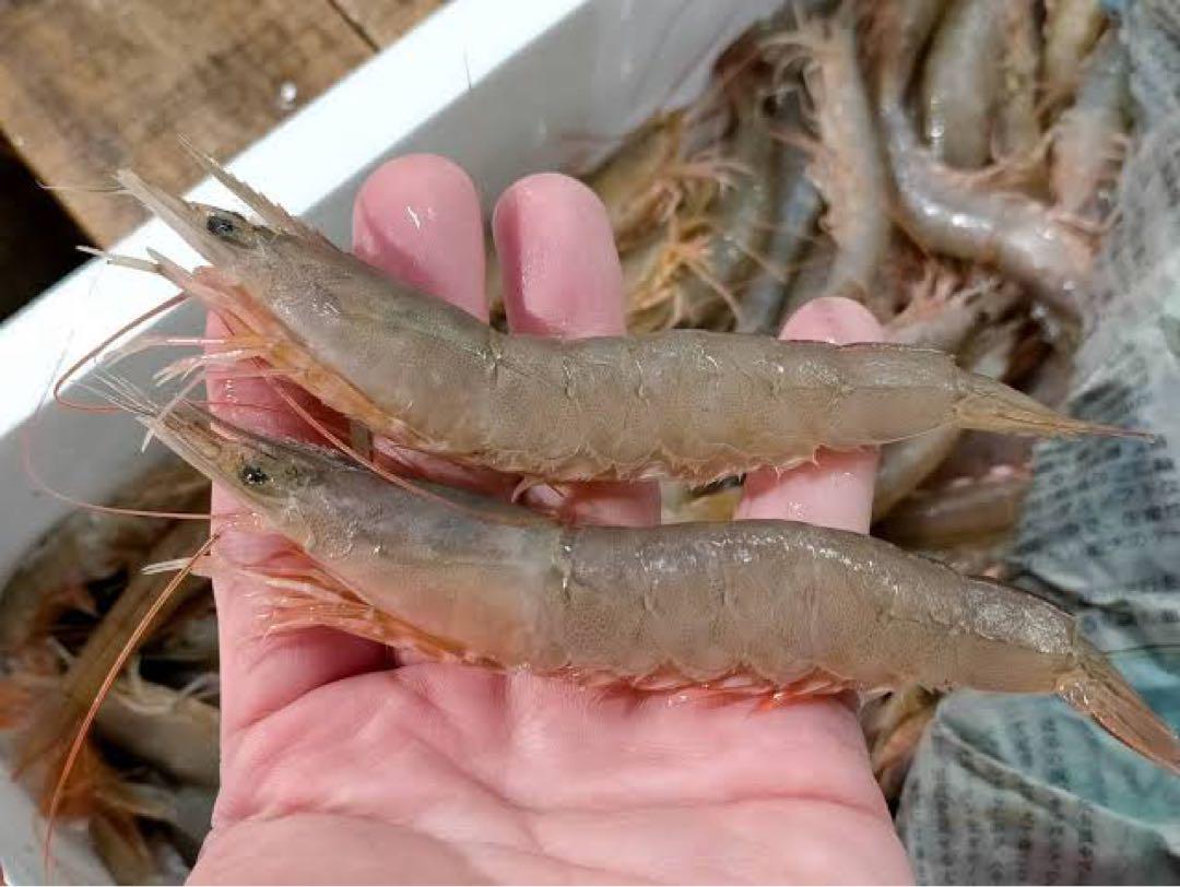漁師直送　高級冷凍よしエビ　1kg 鮮度抜群