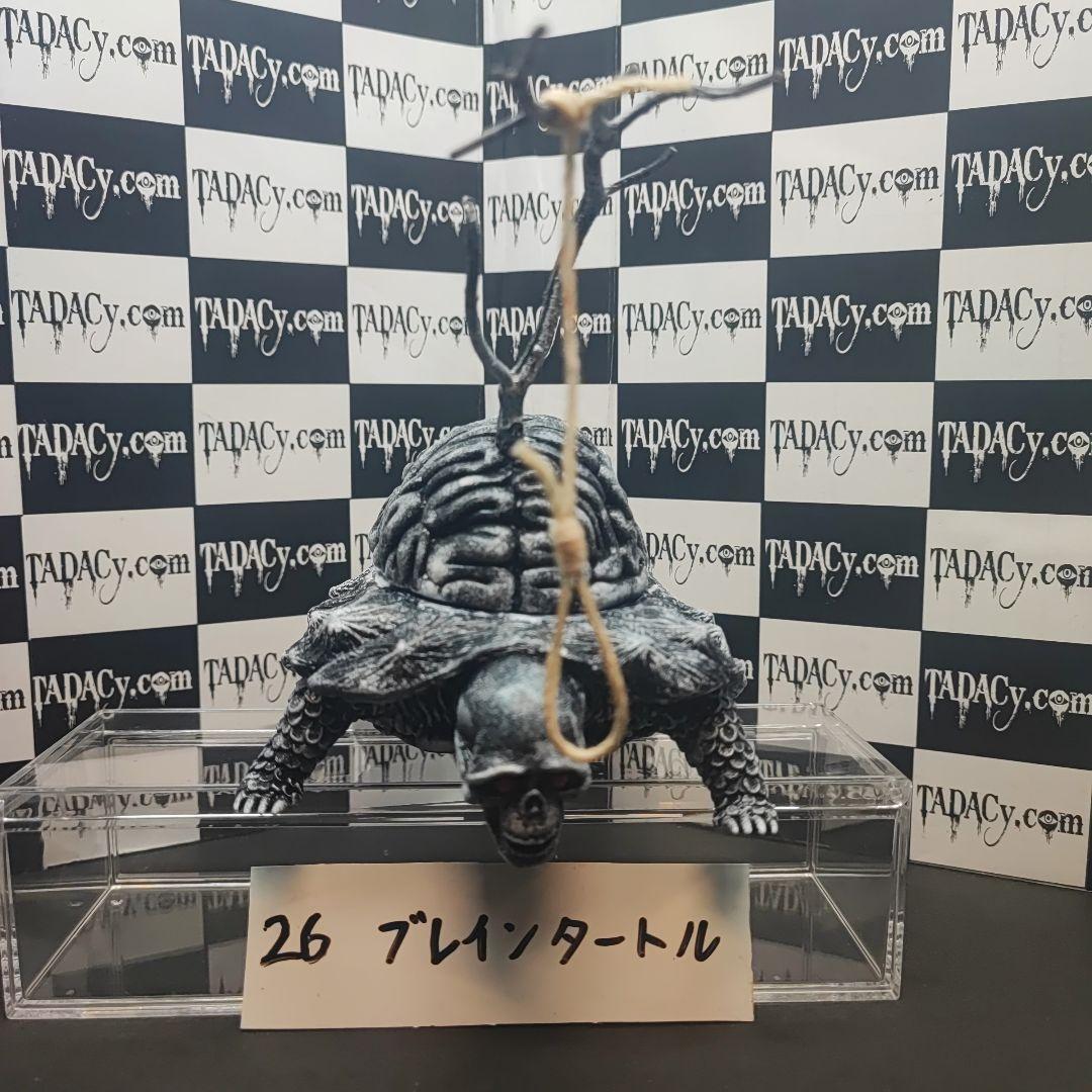 26ブレインタートル