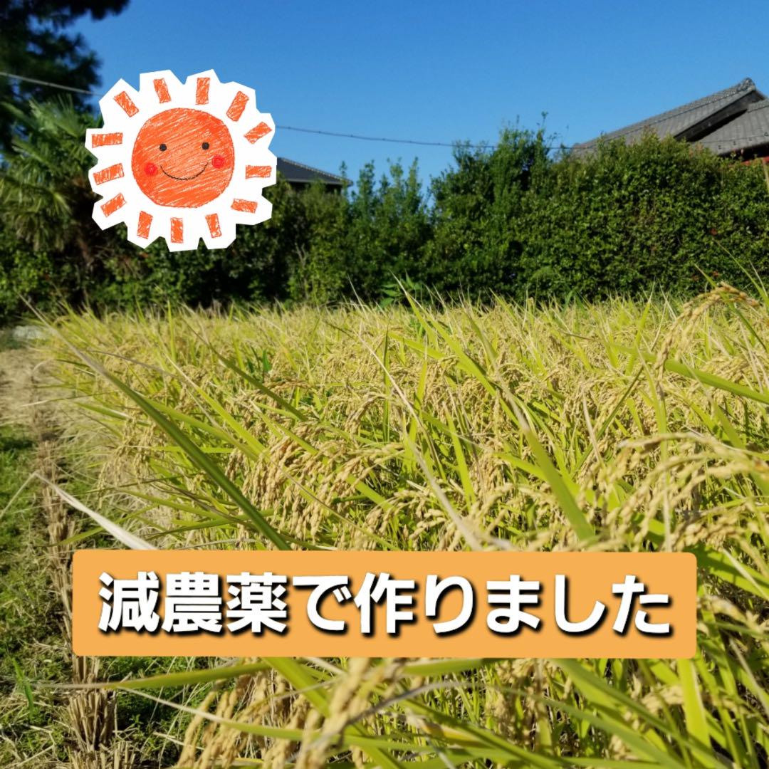 お米20kg◆令和6年産コシヒカリ◆白米20kg◆減農薬◆お買い得◆20キロ