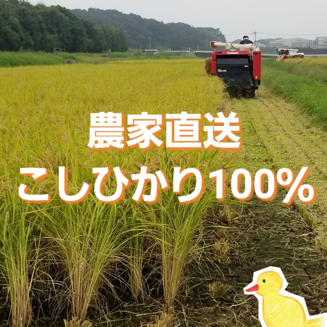 お米20kg◆令和6年産コシヒカリ◆白米20kg◆減農薬◆お買い得◆20キロ