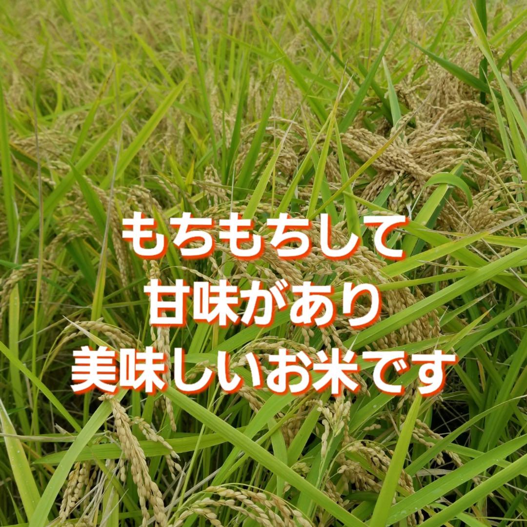 お米20kg◆令和6年産コシヒカリ◆白米20kg◆減農薬◆お買い得◆20キロ