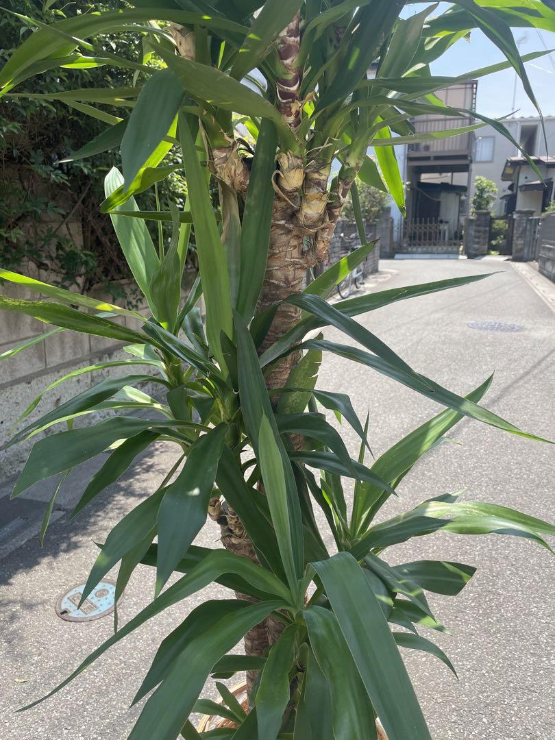 ユッカ特大サイズ・２０５センチ 大型観葉植物 直接引取り歓迎久喜市　配送可