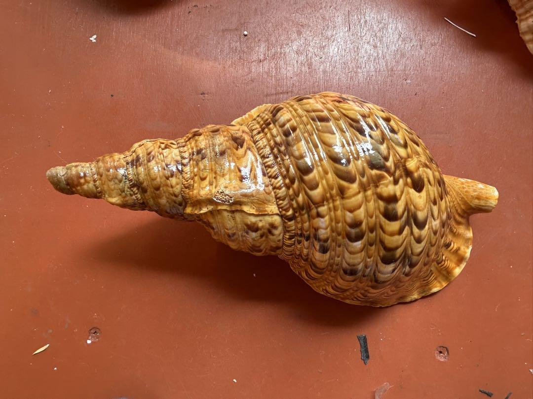 法螺貝　2個セット　33cm 28cm