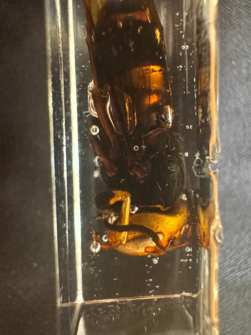 蜂 標本 樹脂ブロック 蜂 標本 樹脂ブロック - メルカリ