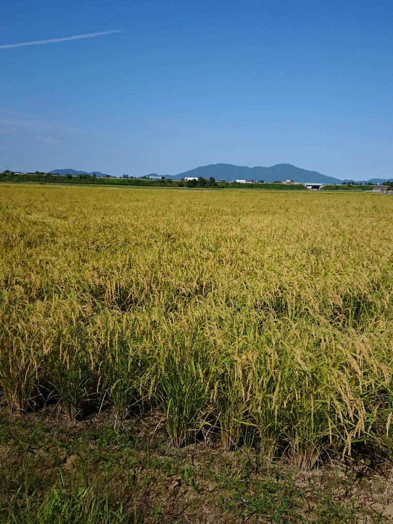 新作登場低価 令和3年 新潟県産 生産者が食べてるコシヒカリ100% LxWai-m11870241937 玄米20㎏ 10㎏×2 2022大得価