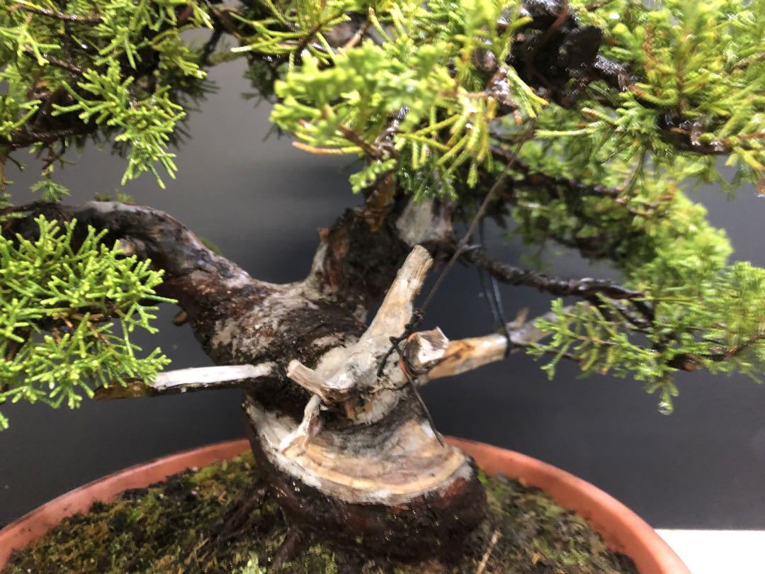 盆栽 真柏素材01